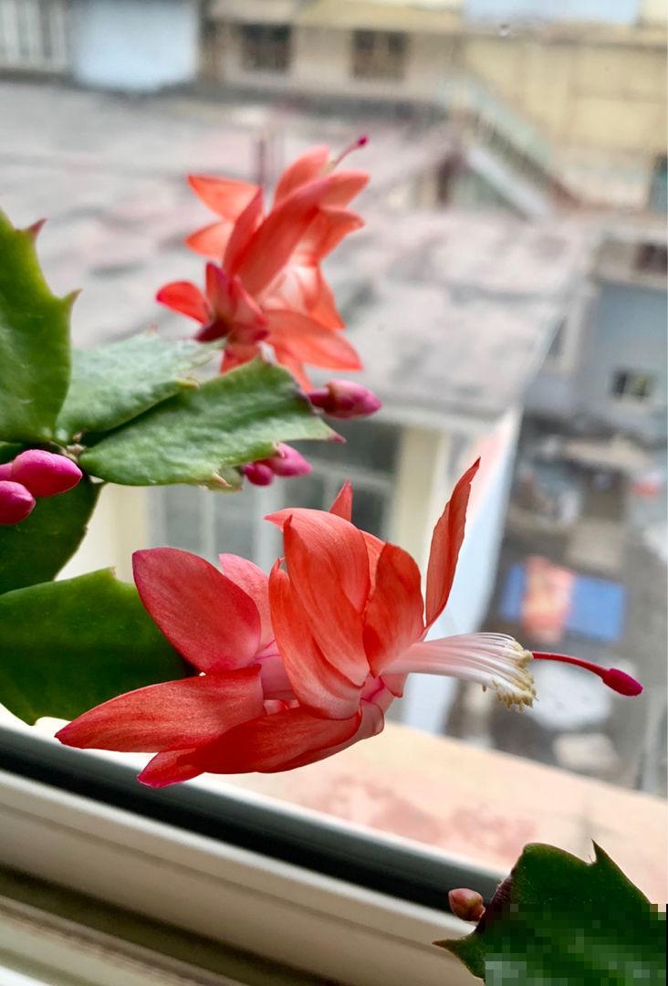 秋天蟹爪兰都“睡醒了”,养护要注意“4多”,才能盆盆开爆 秋天蟹爪兰都“睡醒了”,养护要注意“4多”,才能盆盆开爆