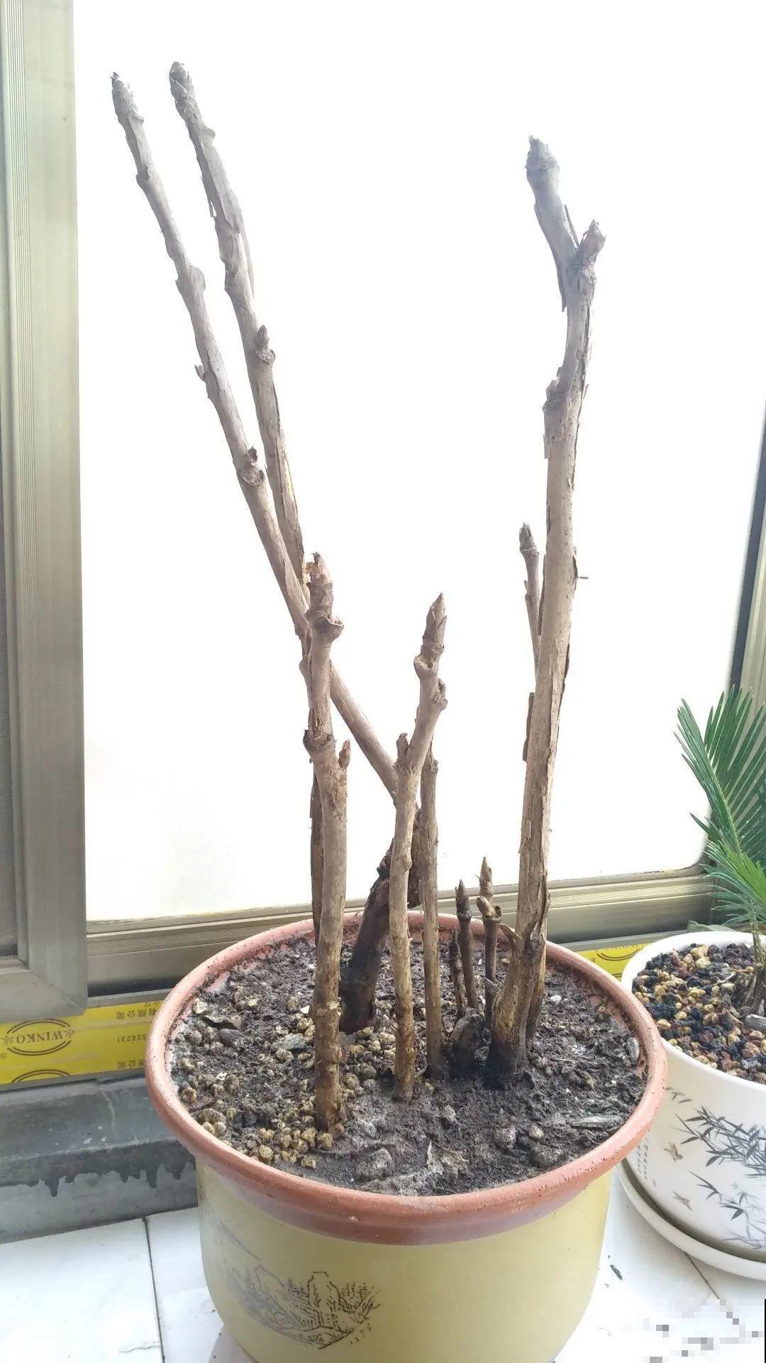 下个月开始，这10种花不能剪，剪了没花看，白养大半年！