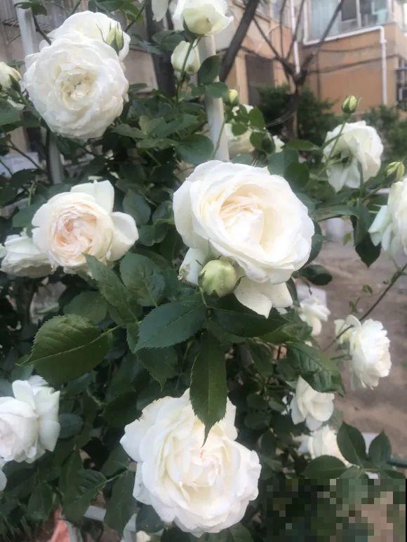 白色蜀葵竟被拦腰折断,说是因为颜色不吉利,真无语! 白色蜀葵竟被拦腰折断,说是因为颜色不吉利,真无语!