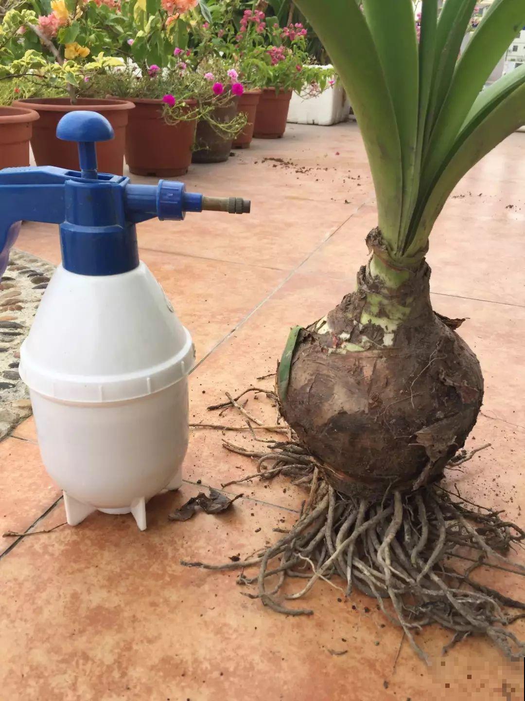 沙漠玫瑰太能长，足足100斤，1个人差点搬不动！