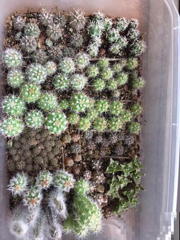 开花的仙人球,刷一下、结籽千千万,撒土里冒一盆苗! 开花的仙人球,刷一下、结籽千千万,撒土里冒一盆苗!