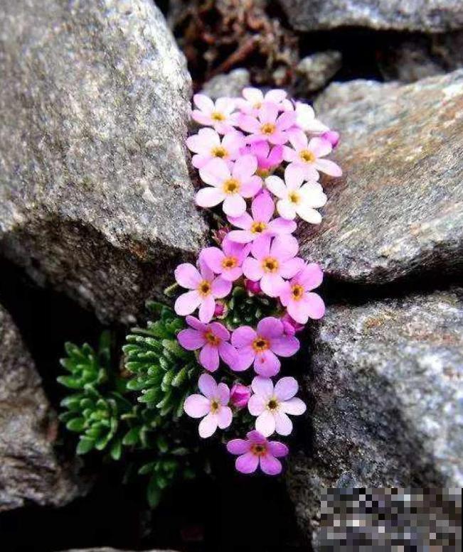 石缝间开出来的花,一点土都没有,生命力太强悍! 石缝间开出来的花,一点土都没有,生命力太强悍!