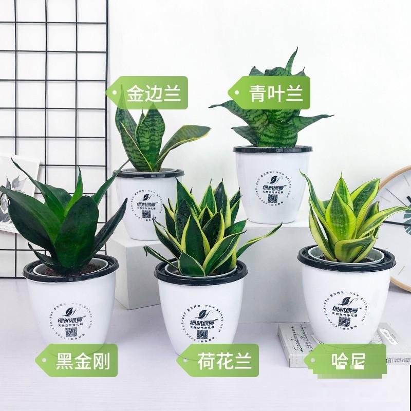 有些花名字叫兰，其实跟兰花没一毛钱关系，别搞错了！