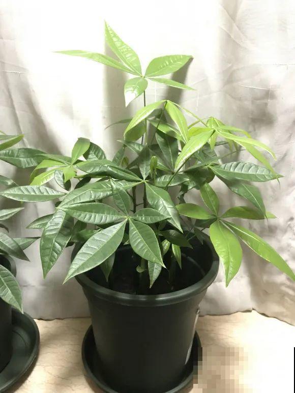 种花赚钱？要是有块地，真的发财了！