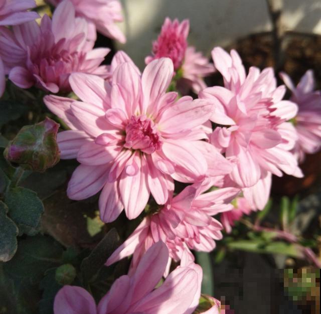 荷兰菊特好养，扔下种子就能长，轻松爆盆！