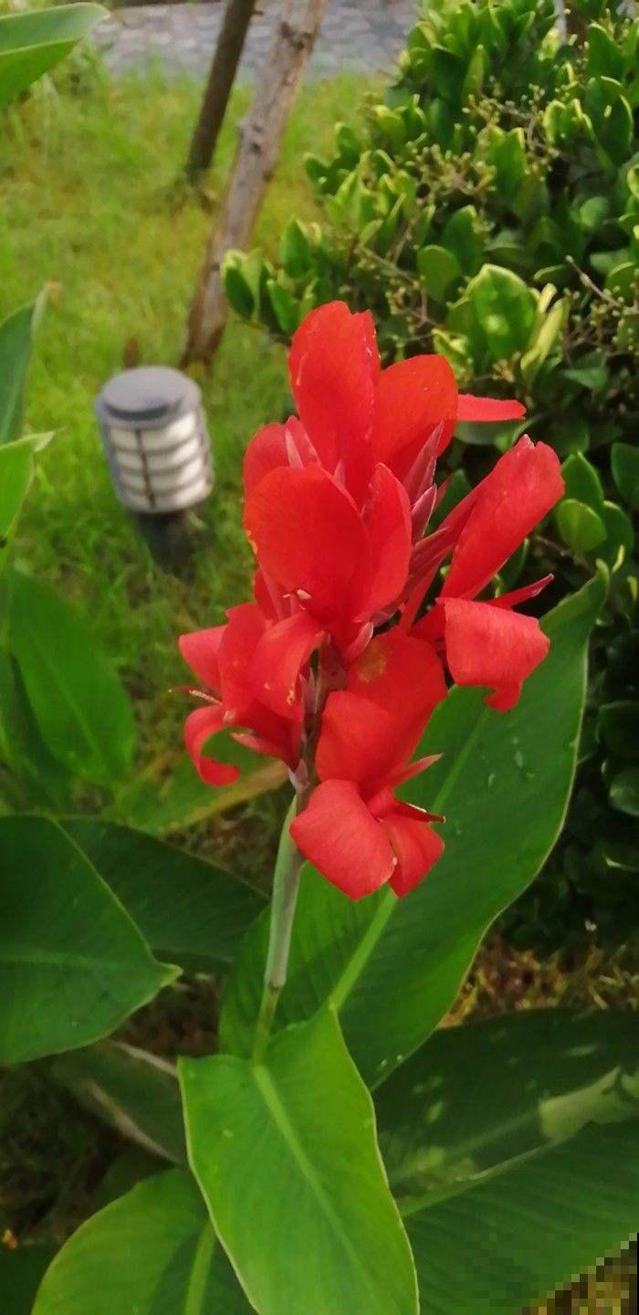 院子里种几棵美人蕉,从夏开到秋,美爆了! 院子里种几棵美人蕉,从夏开到秋,美爆了!