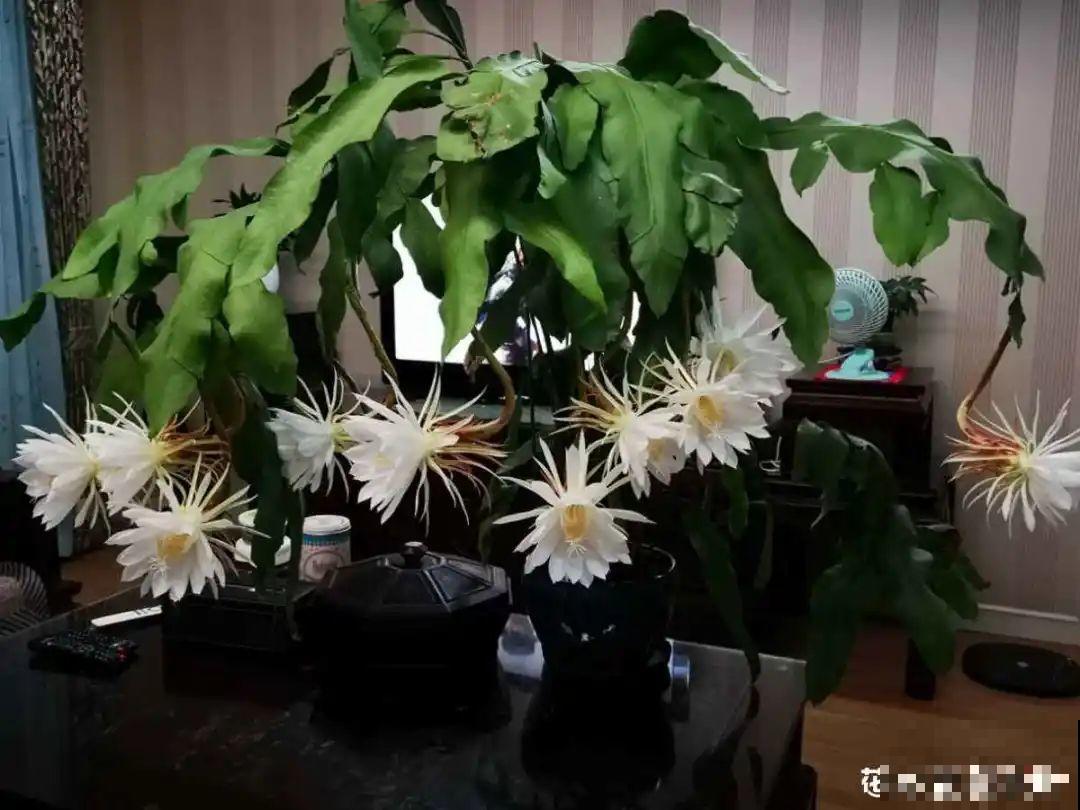 11种花,下个月就开花,现在养护是关键! 11种花,下个月就开花,现在养护是关键!