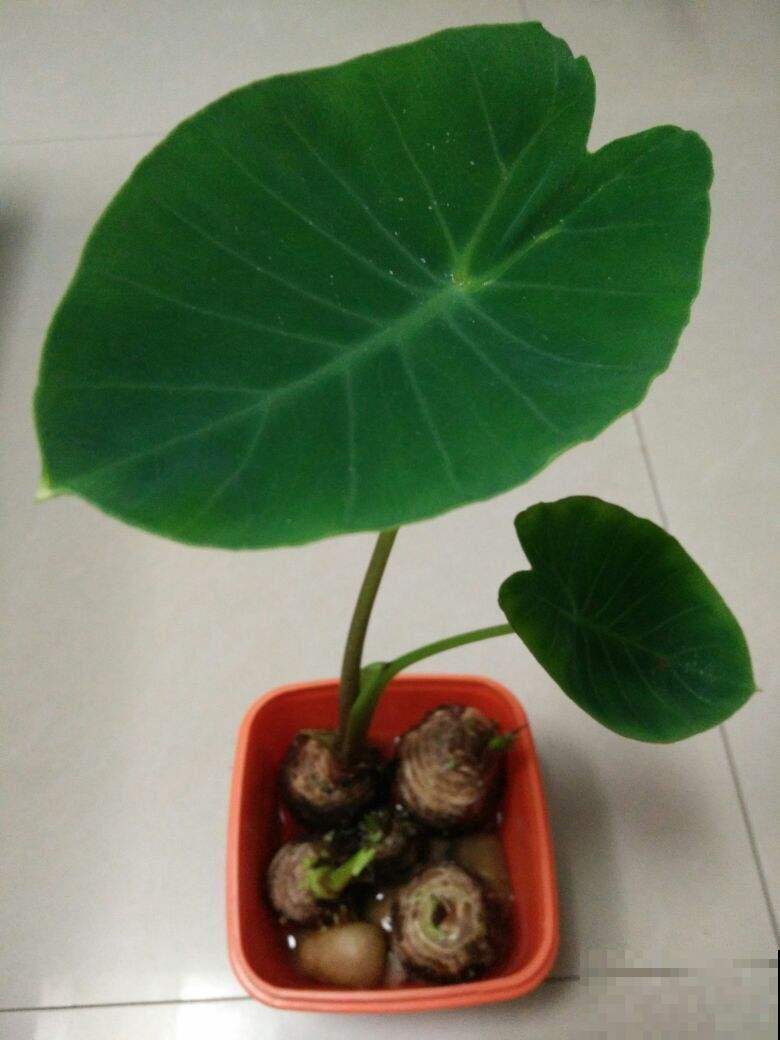 在家养盆芋头，叶子油亮直晃眼，还能拎出满盆小芋头