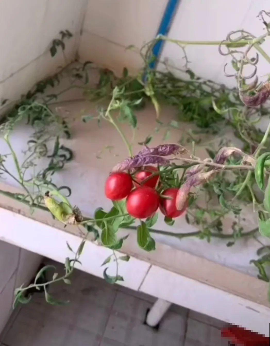 3个月后才回家，家里的花疯了，墙缝、房顶都爬满！