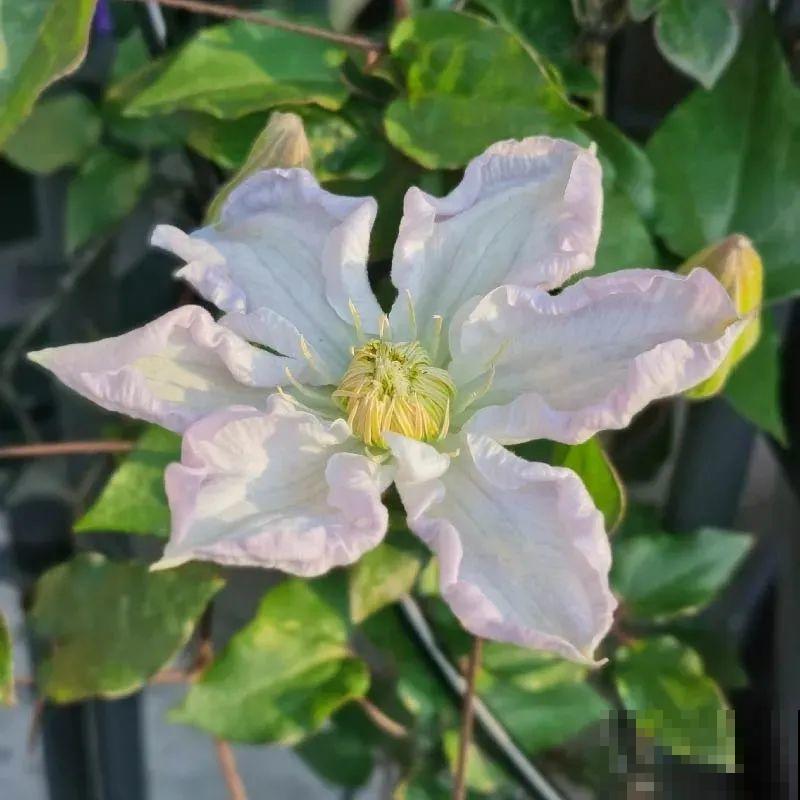 秋天养铁线莲，沾土就活，零下20度冻不死！