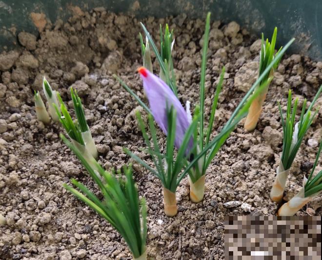 比黄金还珍贵的藏红花,其实在家就能种,三个月就开花! 比黄金还珍贵的藏红花,其实在家就能种,三个月就开花!