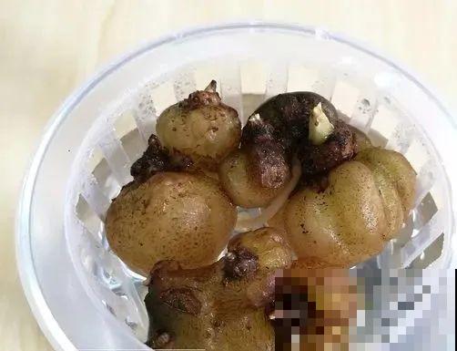 龟背竹长出长鞭子，连着茎一块砍下来，种土里就能活