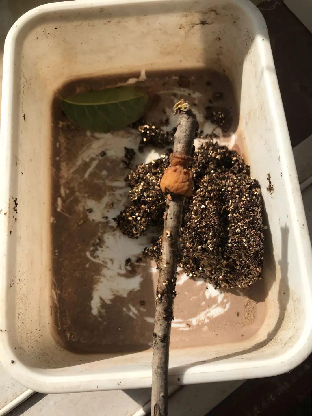 枝条不用扦插也能繁殖，环割一圈裹上土，塑料袋一包就能长根