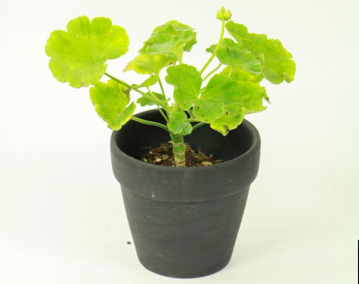 天竺葵太能开,一年能开大半年,花多还易爆盆! 天竺葵太能开,一年能开大半年,花多还易爆盆!