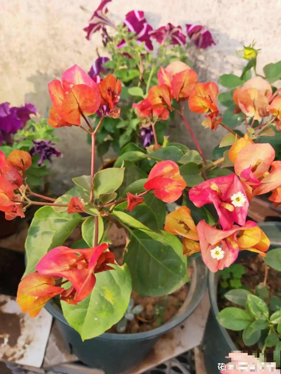 秋天养10种花，个个美得像油画，特别上档次！