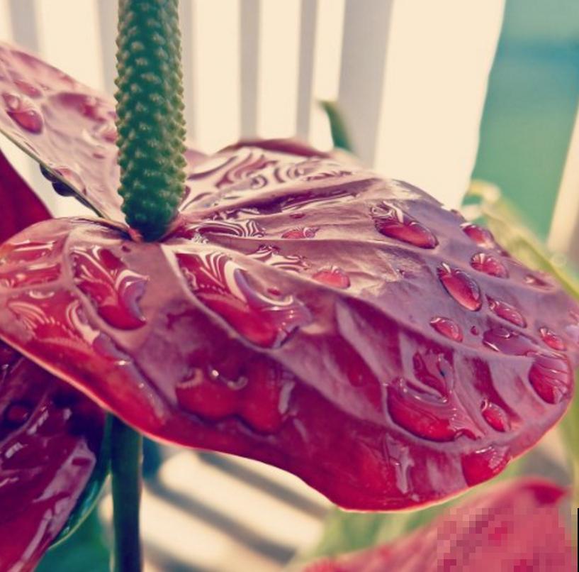 漂亮的花烛,红得像火,家里种一盆特喜庆! 漂亮的花烛,红得像火,家里种一盆特喜庆!