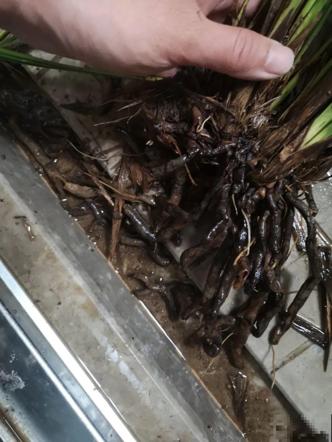 龟背竹长出长鞭子，连着茎一块砍下来，种土里就能活