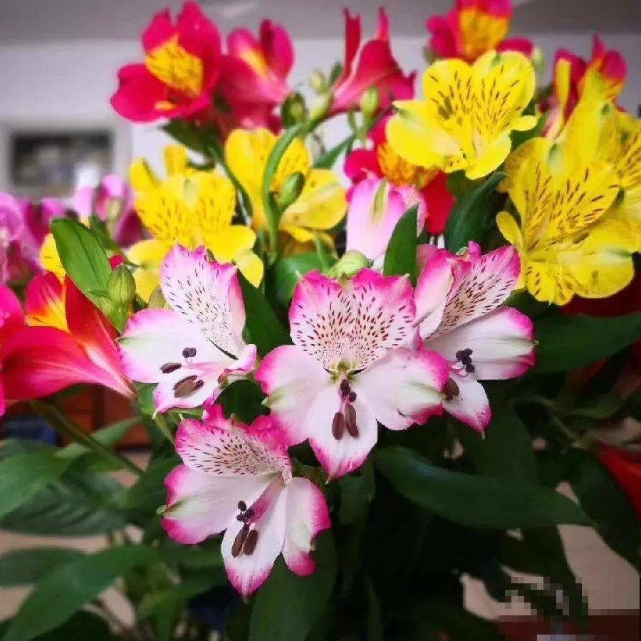 看图猜花名，100道题，测你的养花天分！