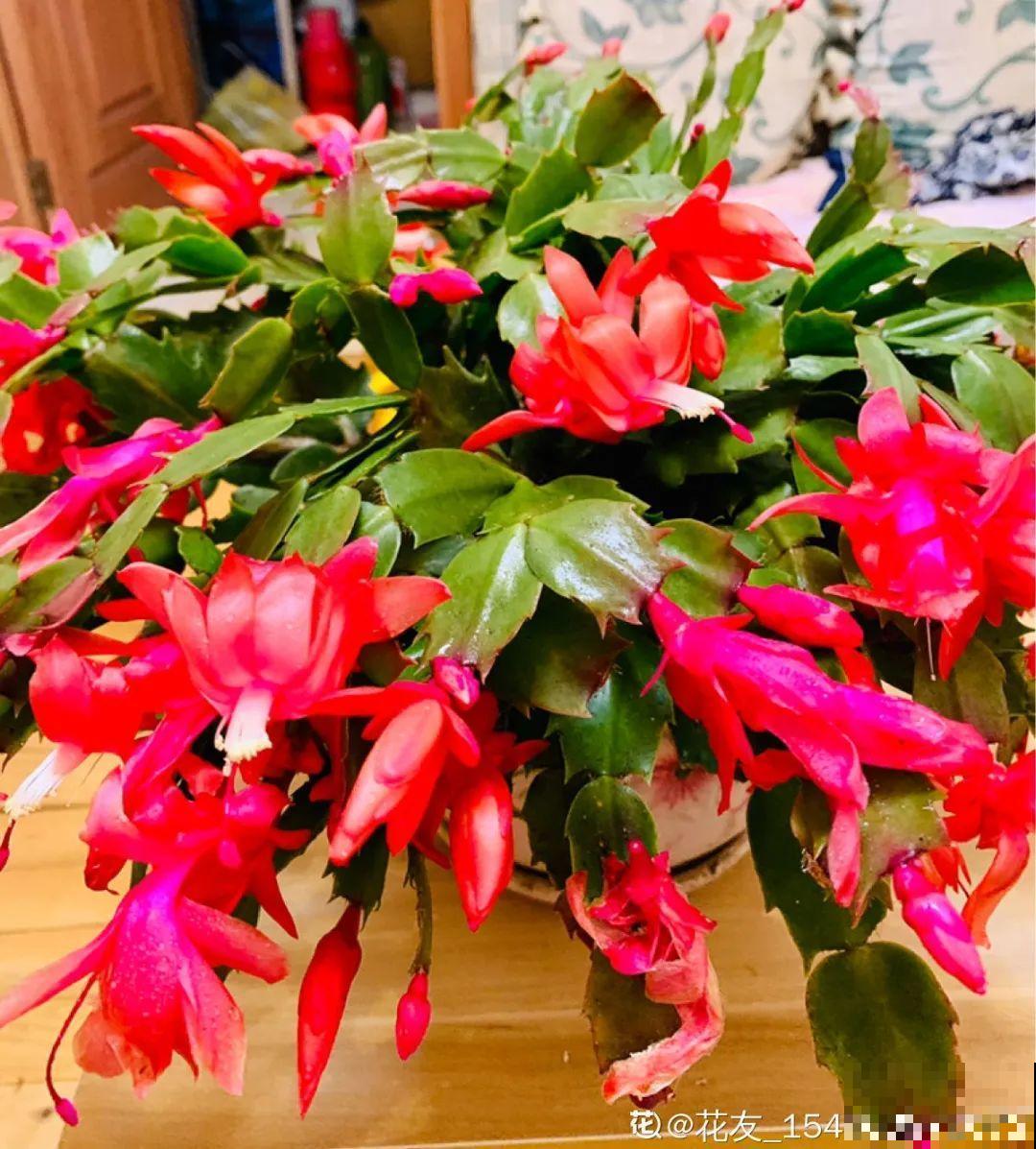 养蟹爪兰，重要的是一个“掐”字，花苞冒不停