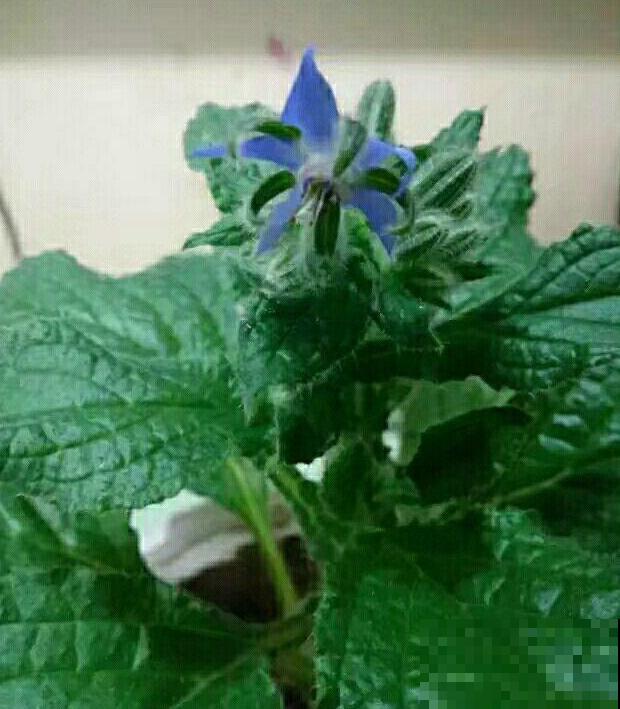 代表勇气的琉璃苣,梦幻不失好看,还特好养活! 代表勇气的琉璃苣,梦幻不失好看,还特好养活!