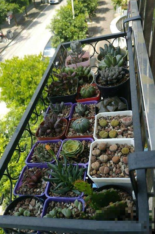 养花也要有度,阳台别摆太多花,小心压塌了! 养花也要有度,阳台别摆太多花,小心压塌了!