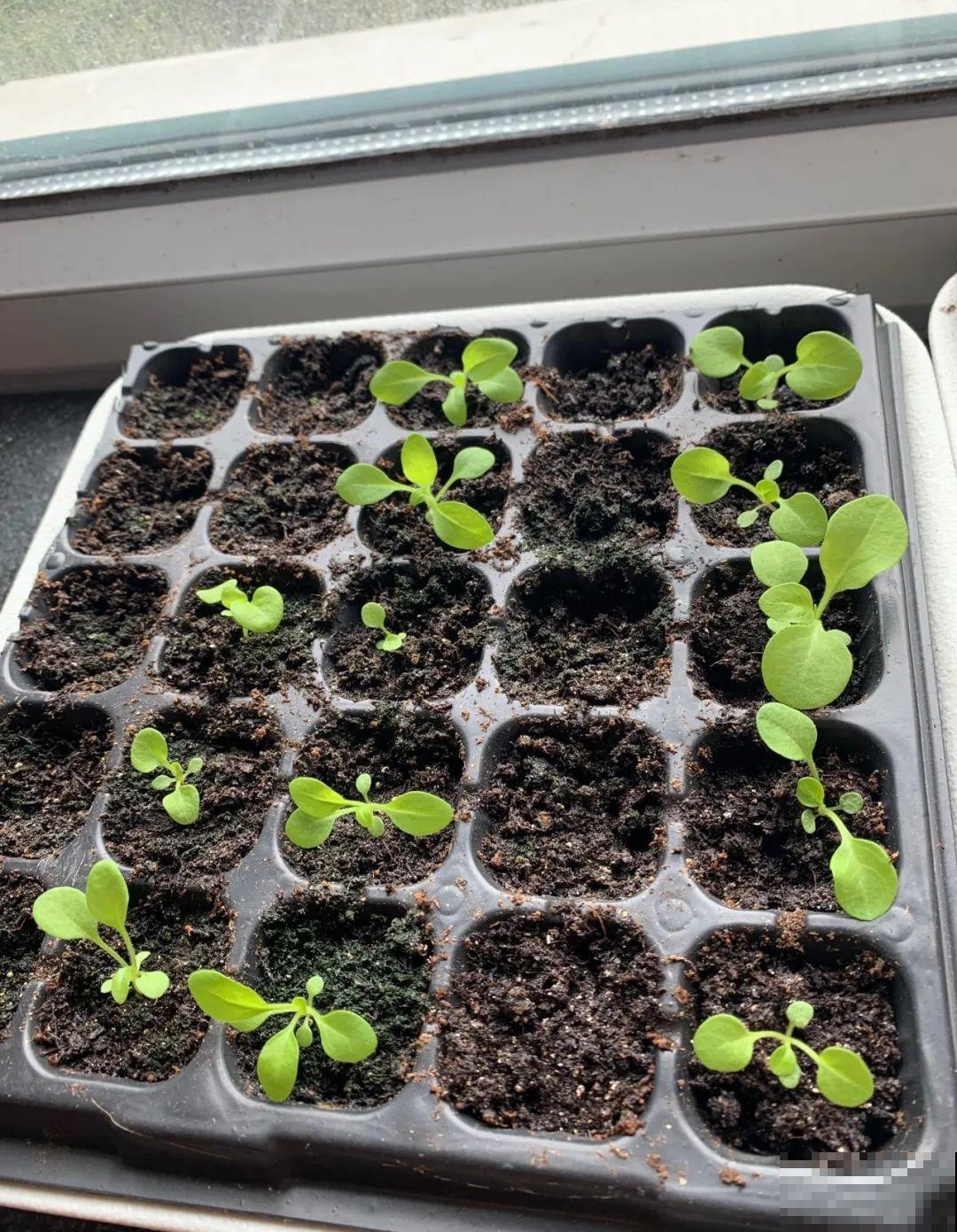 5种花，只能秋天播种，苗壮开花多！