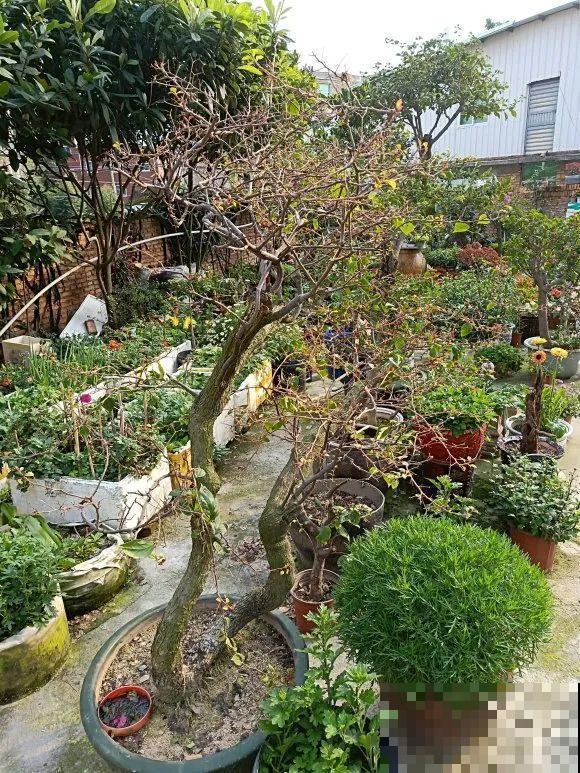 养花不一定要用大花盆，8种花要换小盆，挤着养才能长好