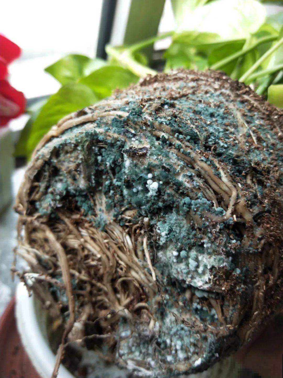 都说这花很好养,为啥还是养死了?就是因为管不住手! 都说这花很好养,为啥还是养死了?就是因为管不住手!