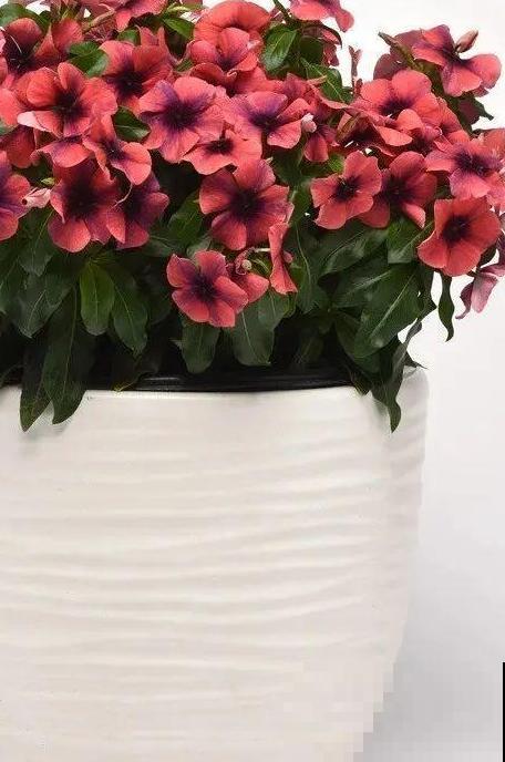 1种花是开花机器，只要温度合适，一年四季都能开花