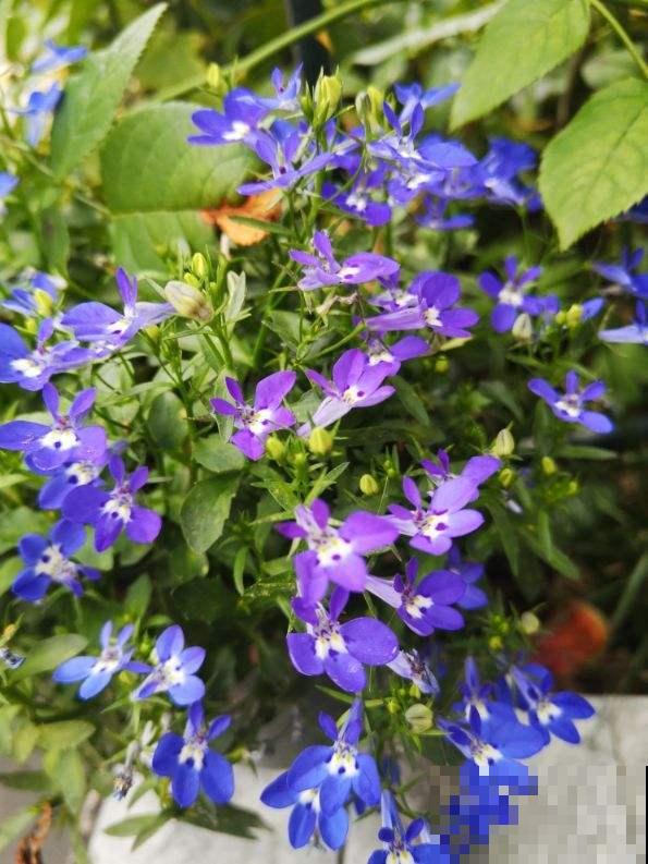 8种花,吊起来养,小阳台也能养成花园 8种花,吊起来养,小阳台也能养成花园