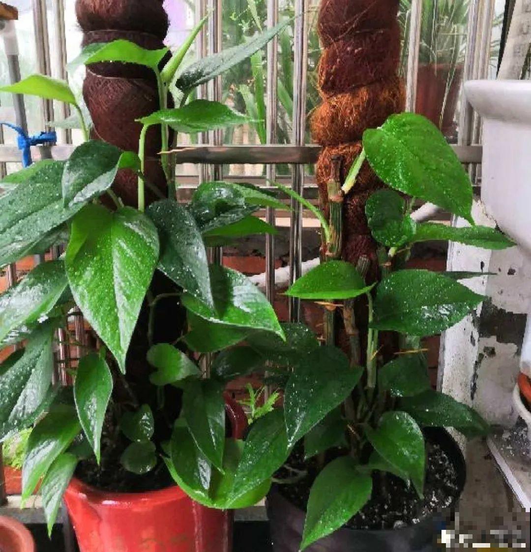 龟背竹是“吸废气”高手，家里放一盆，门窗紧闭也能空气清新！