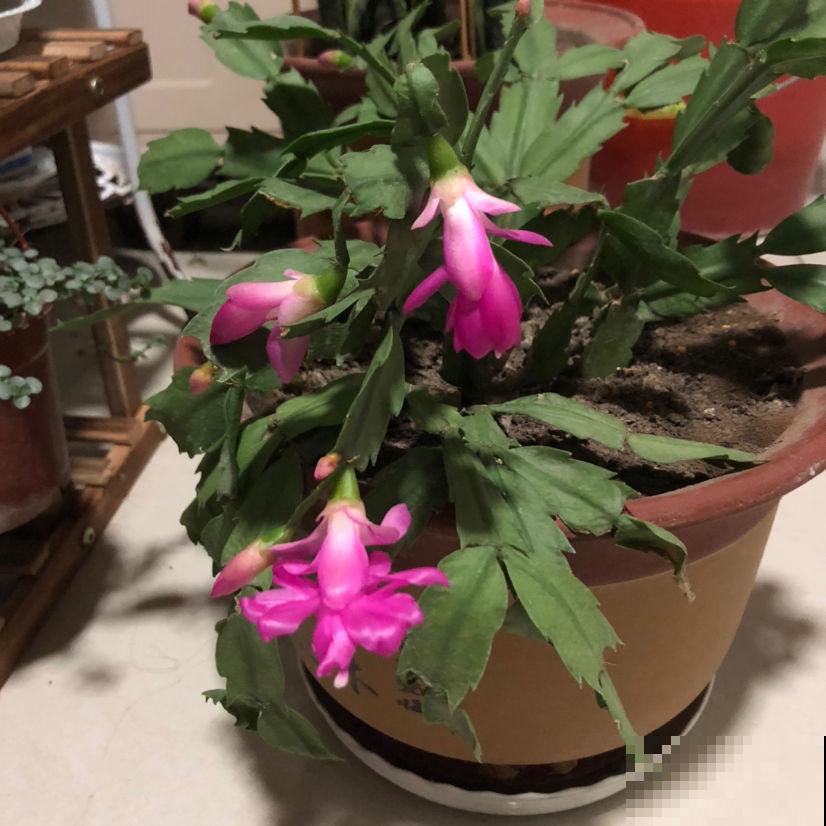 秋天蟹爪兰都“睡醒了”,养护要注意“4多”,才能盆盆开爆 秋天蟹爪兰都“睡醒了”,养护要注意“4多”,才能盆盆开爆