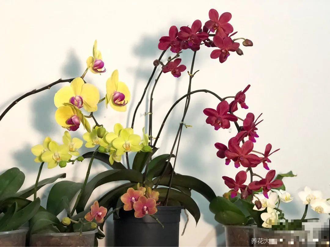 今年最火网红花，一次能开4个月，枝条挂满花蝴蝶！