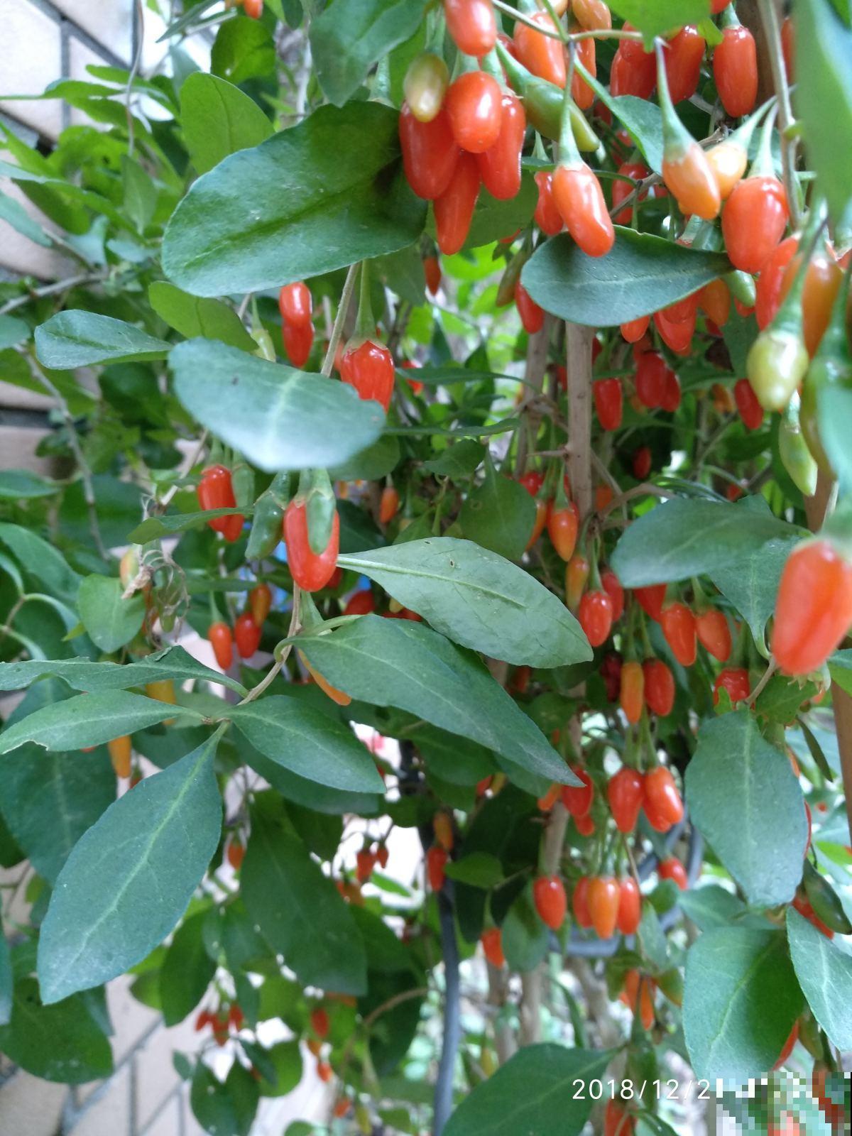 家里养盆果子树,结满“小灯笼”,好吃还养生 家里养盆果子树,结满“小灯笼”,好吃还养生