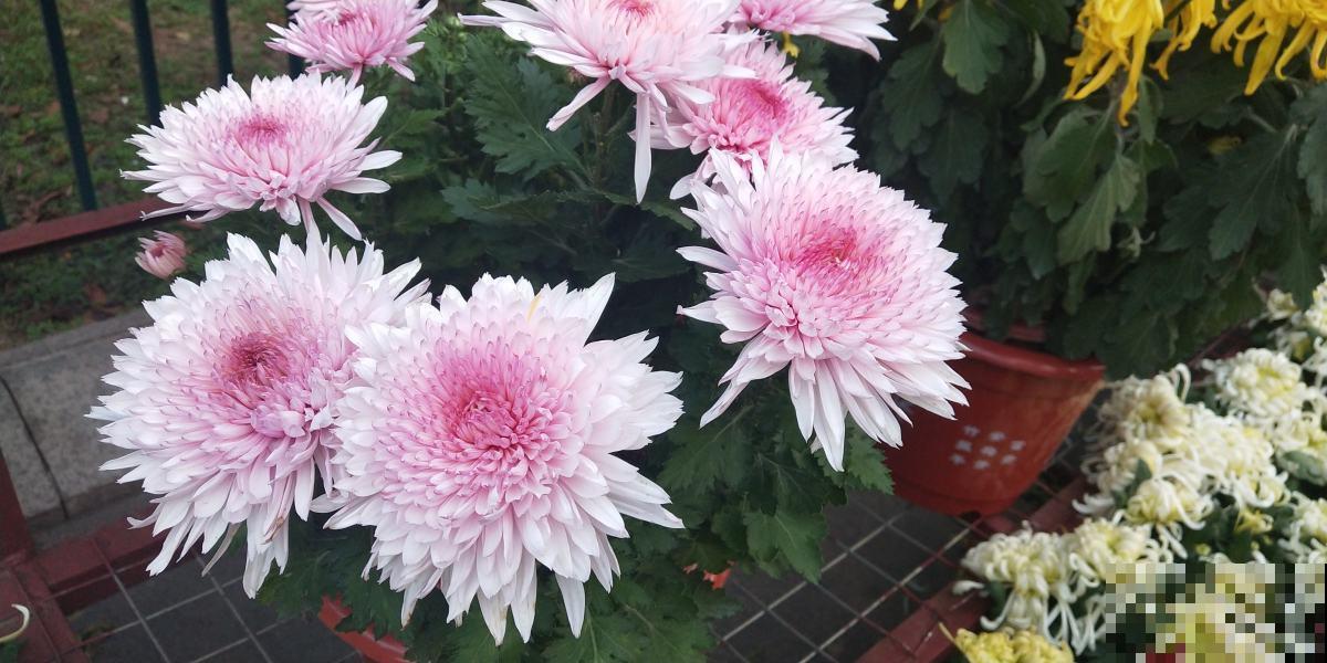 教你6招，买来的菊花能养好几年，超级简单好用！