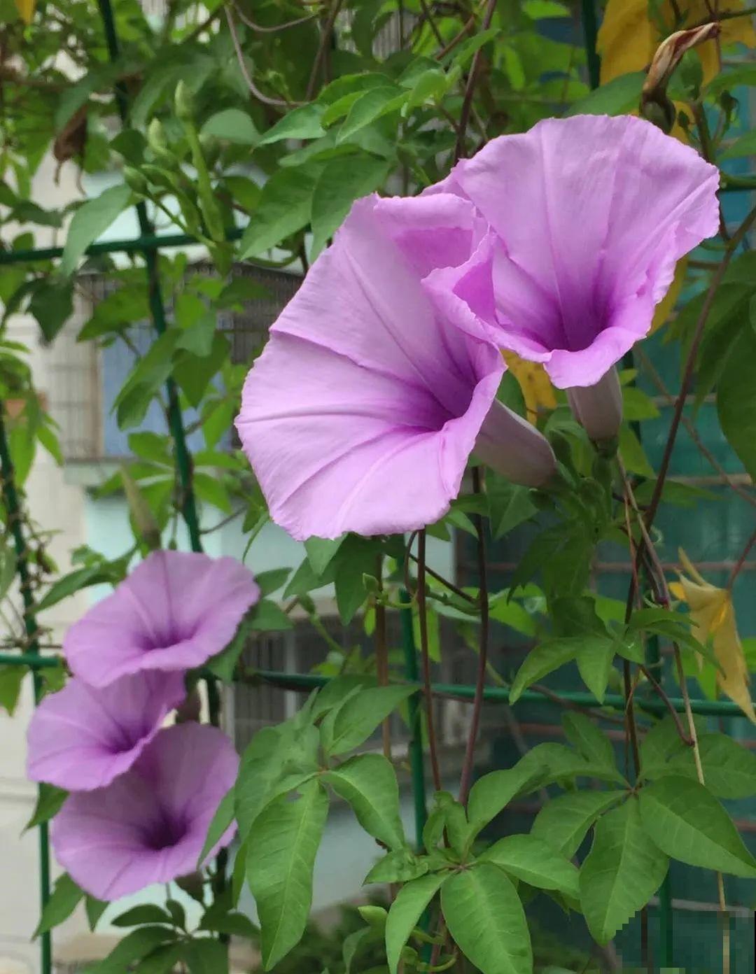 养花界的小强,用脚踩都死不了,根本不敢种院里! 养花界的小强,用脚踩都死不了,根本不敢种院里!