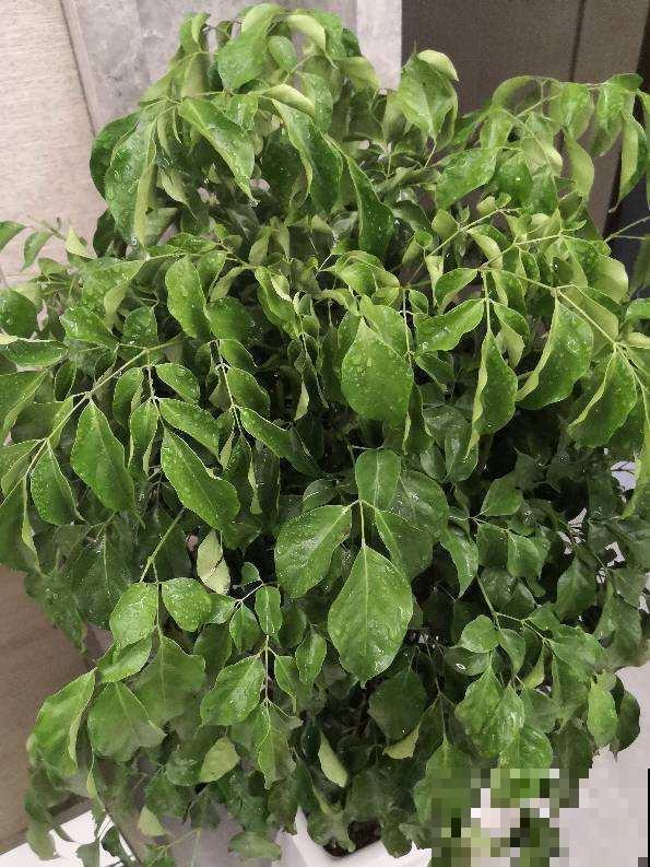 养花常见的4个病症，一招就好使，赶紧学起来