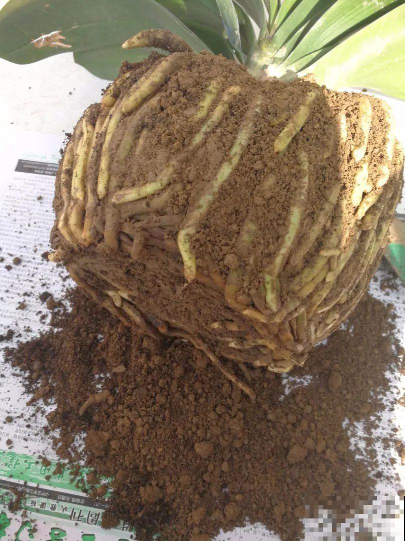 养花不一定要用大花盆，8种花要换小盆，挤着养才能长好