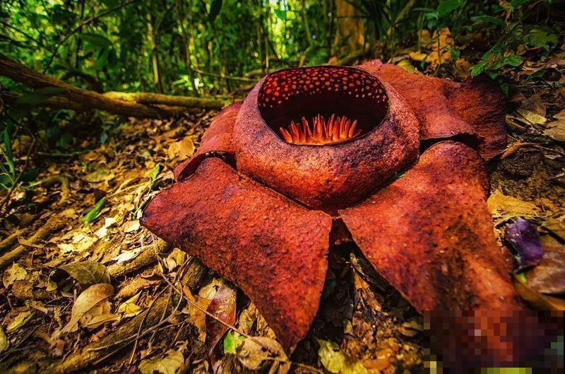 8种花再好看也别养,臭气熏天,恶心得吃不下饭! 8种花再好看也别养,臭气熏天,恶心得吃不下饭!