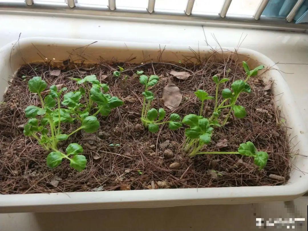 餐巾纸养花,成功率100%,简单又实用! 餐巾纸养花,成功率100%,简单又实用!