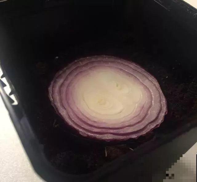 秋天养这4种菜，长得快、结果多，一茬茬吃不完！