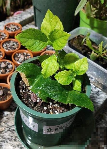 扦插最佳时期到了,有这花赶紧插,沾土就能活! 扦插最佳时期到了,有这花赶紧插,沾土就能活!