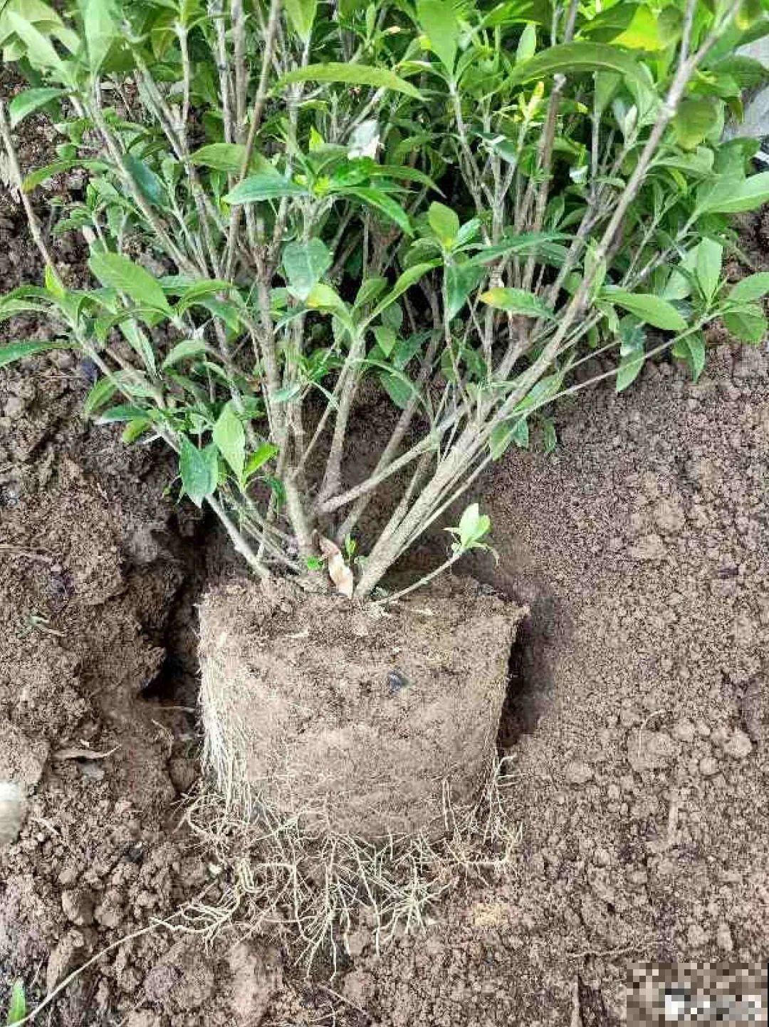 路边也能捡到“宝”,回家养一养,开成宝贝花! 路边也能捡到“宝”,回家养一养,开成宝贝花!