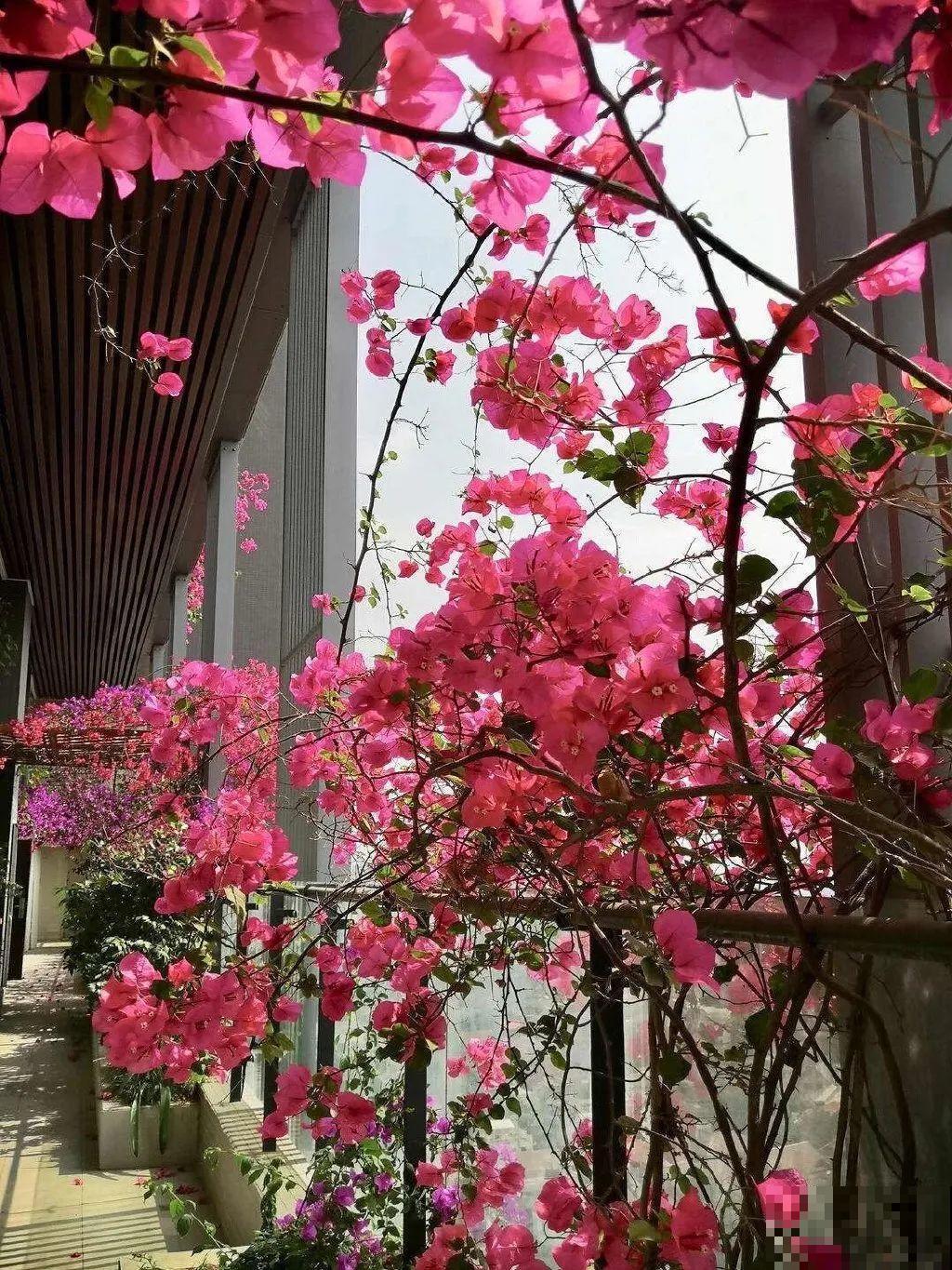 30层楼高开满三角梅,变成空中花园,太美了! 30层楼高开满三角梅,变成空中花园,太美了!