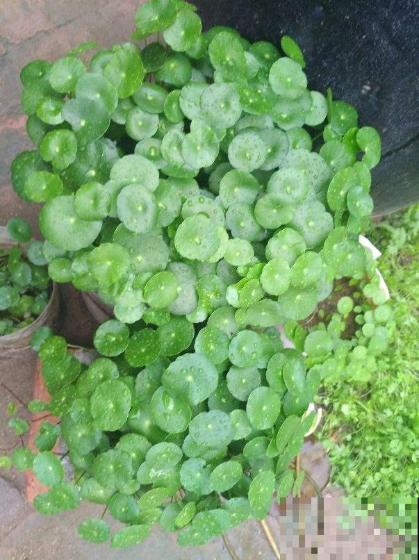 秋天是换盆好时机,花都睡醒了,换盆才能长得快 秋天是换盆好时机,花都睡醒了,换盆才能长得快