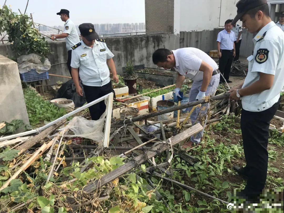 重庆一家企业,楼顶用来种菜养花,佩服! 重庆一家企业,楼顶用来种菜养花,佩服!