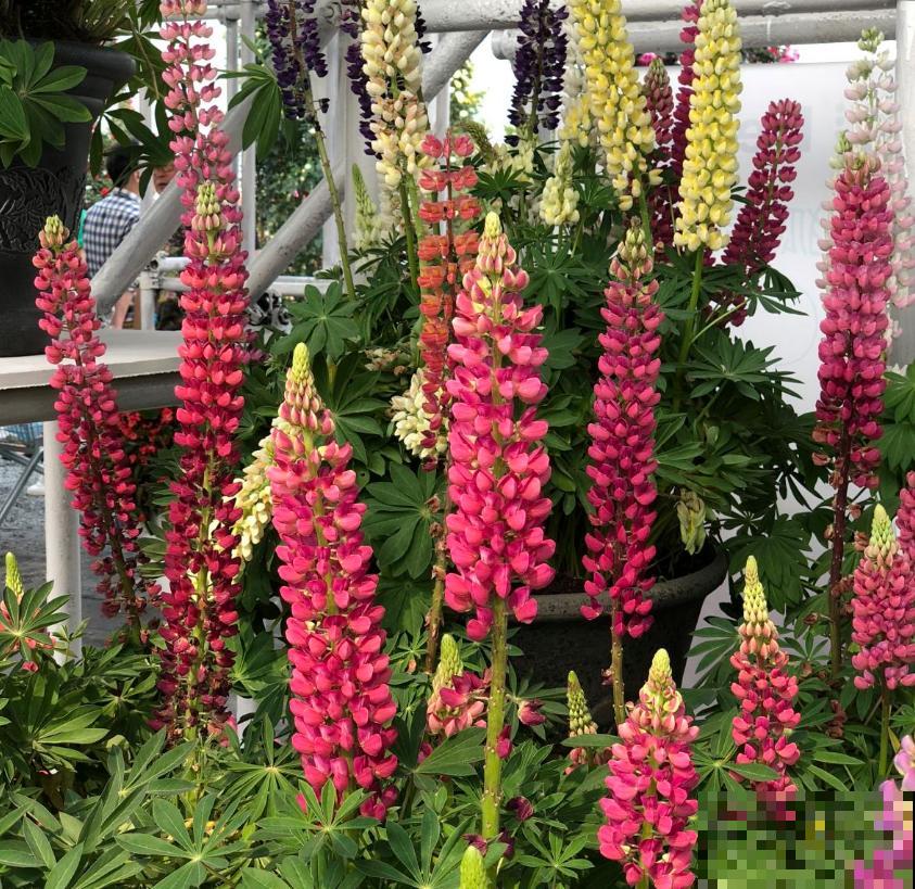 童年回忆羽扇豆,别说不认识,养盆送给妈! 童年回忆羽扇豆,别说不认识,养盆送给妈!