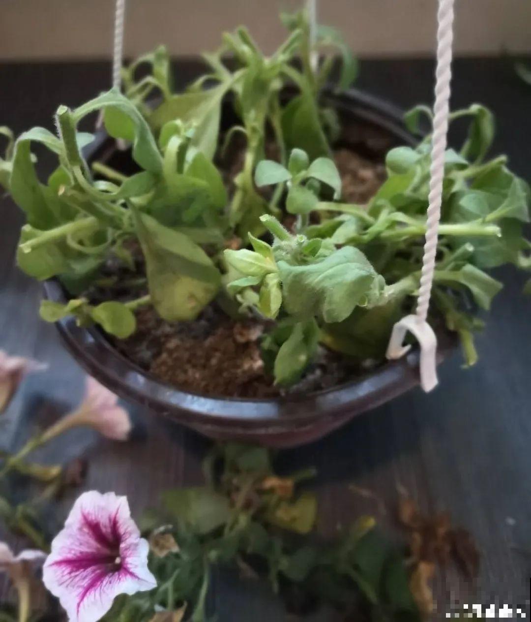 11种花,下个月就开花,现在养护是关键! 11种花,下个月就开花,现在养护是关键!