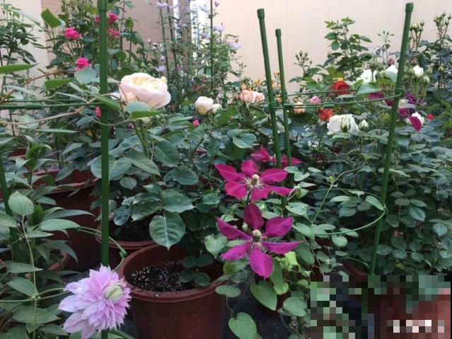 4种养花夺命水，秋天不要浇，一浇花就死！