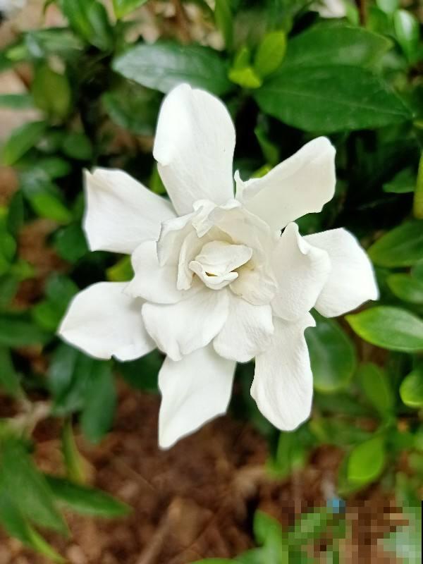 新手避坑6种花,养护难度太高,一不小心就只剩空盆 新手避坑6种花,养护难度太高,一不小心就只剩空盆